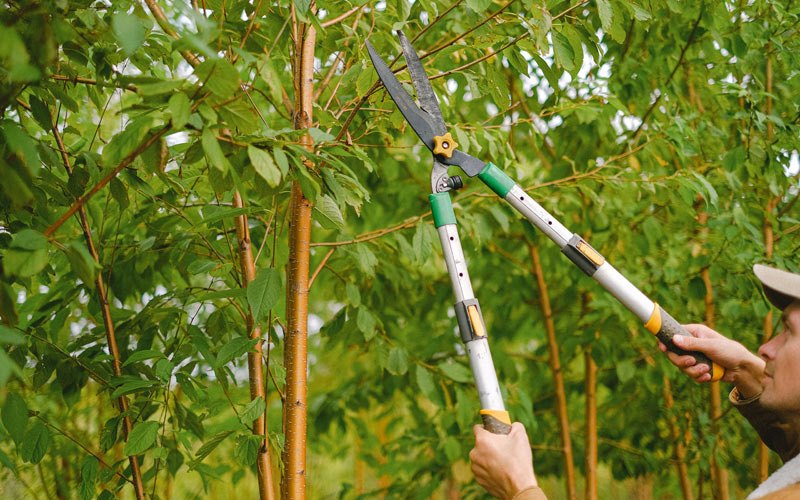 Tree trimming in Hayward, CA